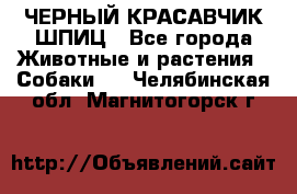 ЧЕРНЫЙ КРАСАВЧИК ШПИЦ - Все города Животные и растения » Собаки   . Челябинская обл.,Магнитогорск г.